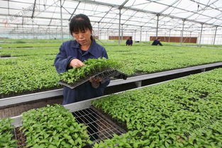 壩上蔬菜產(chǎn)業(yè)集團(tuán)蓬勃發(fā)展