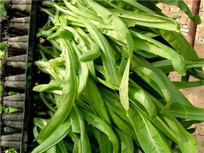 中農共信有機瓜菜工廠加盟費多少 國家有沒有資金補助